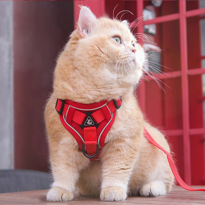 Walk Your Cat in Comfort and Style