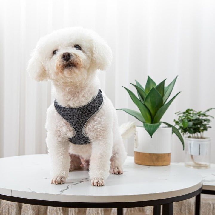 Unleash the Fun with Our Vest-Style Pet Walking Harness