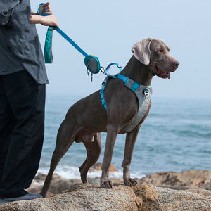Discover the Heavy-Duty Pet Chest Harness With Leash Storage Bag
