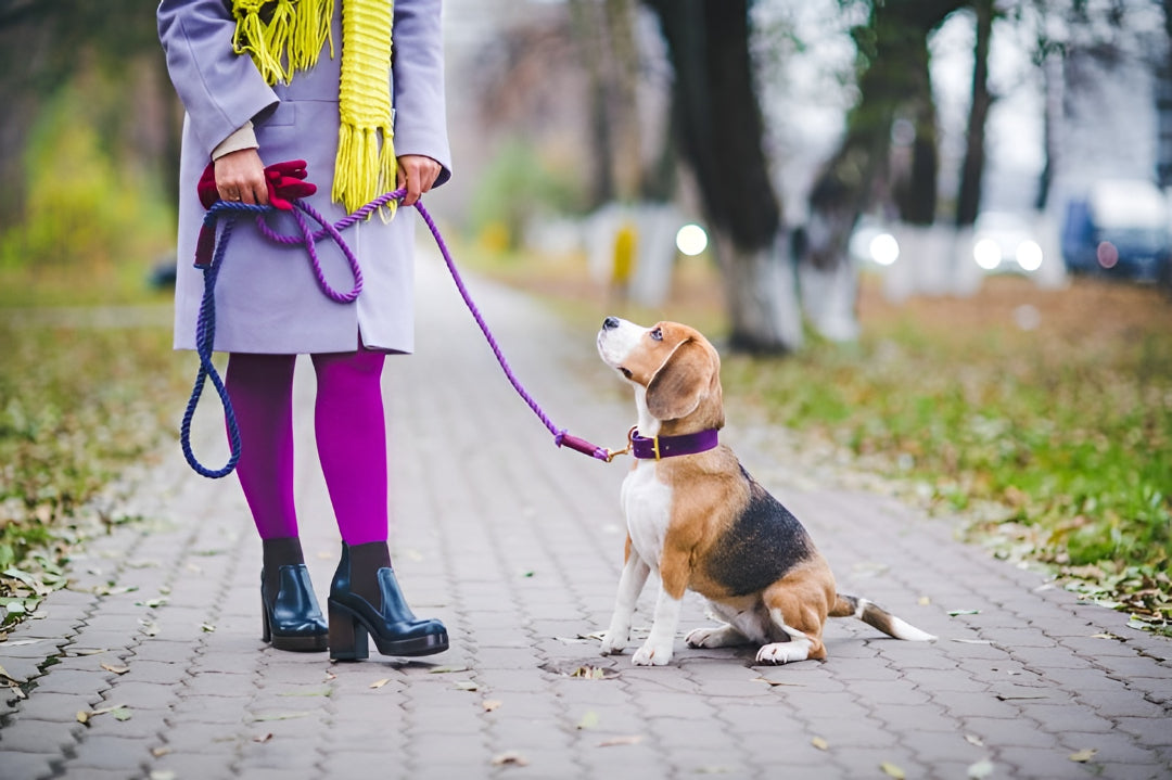 Finding Perfect Pet Leash For safe Walk
