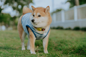 Comfortable Pet Clothes For ALL Season